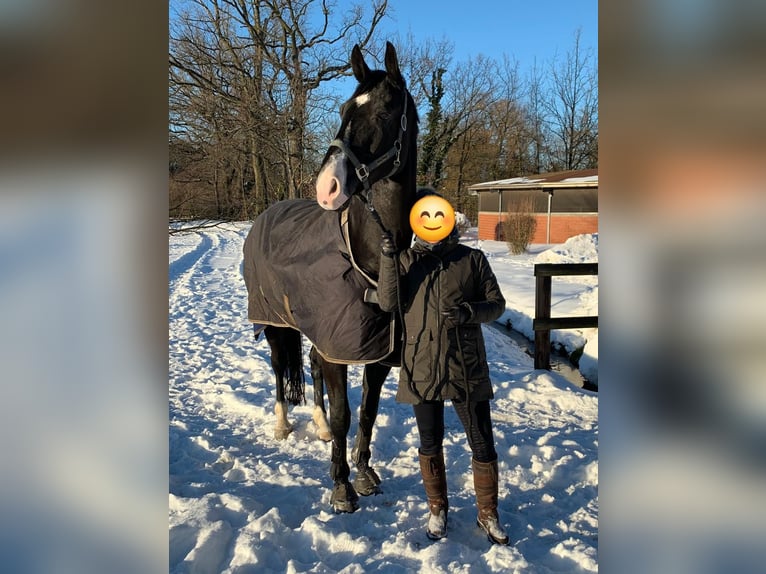 Hannoveraan Ruin 12 Jaar 176 cm Zwart in Oer