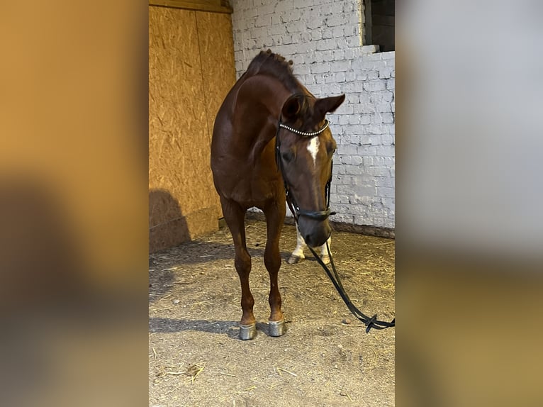 Hannoveraan Ruin 12 Jaar 178 cm Donkere-vos in Hamm