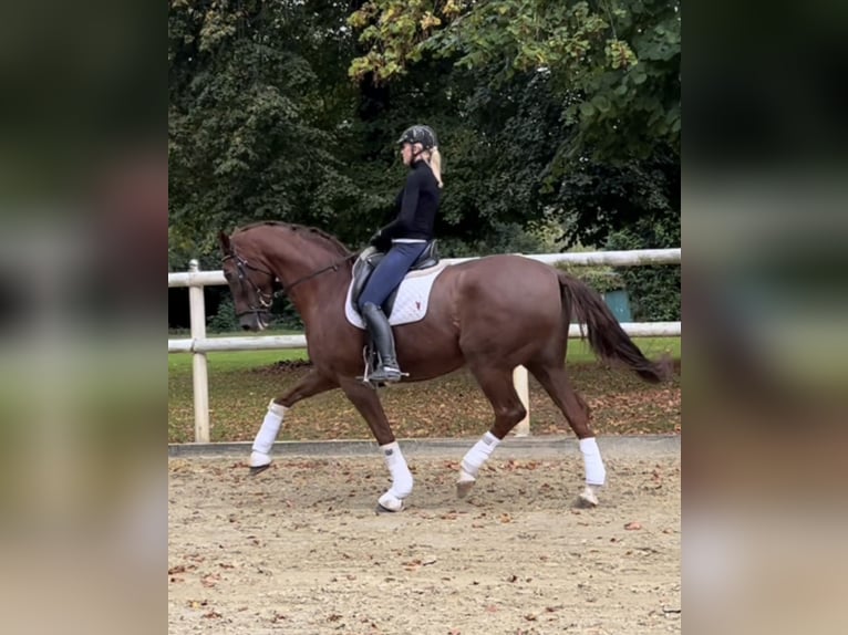 Hannoveraan Ruin 12 Jaar 178 cm Donkere-vos in Hamm