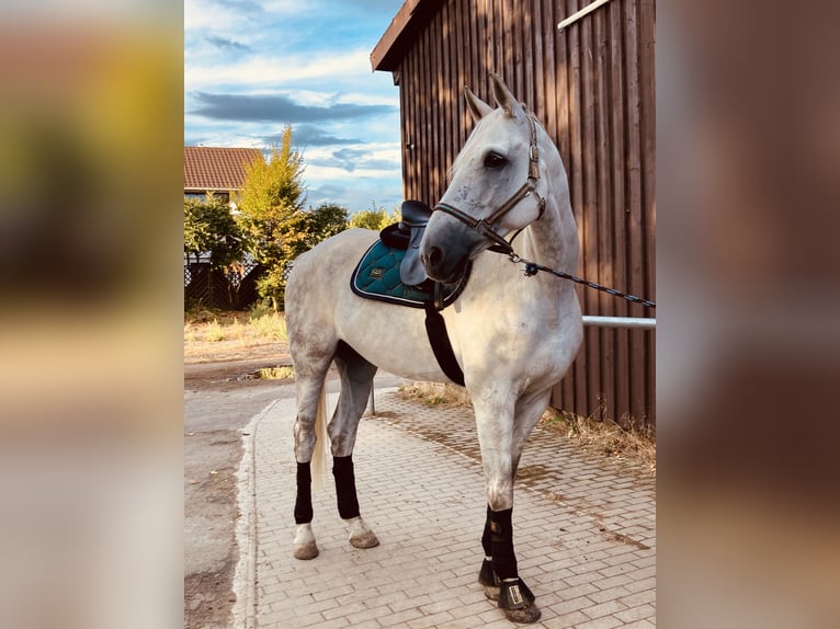 Hannoveraan Ruin 12 Jaar 180 cm Appelschimmel in Roxheim
