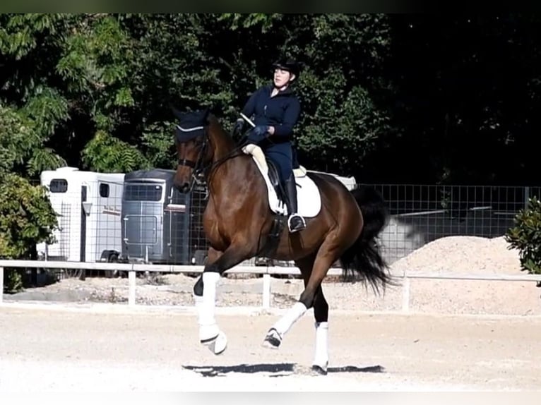 Hannoveraan Ruin 12 Jaar 180 cm Bruin in Ciempozuelos