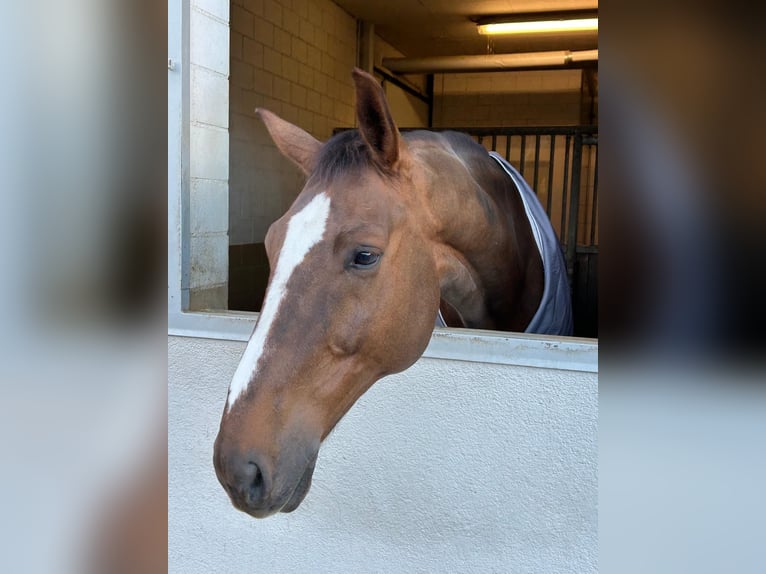 Hannoveraan Ruin 12 Jaar 180 cm Donkere-vos in Sulgen