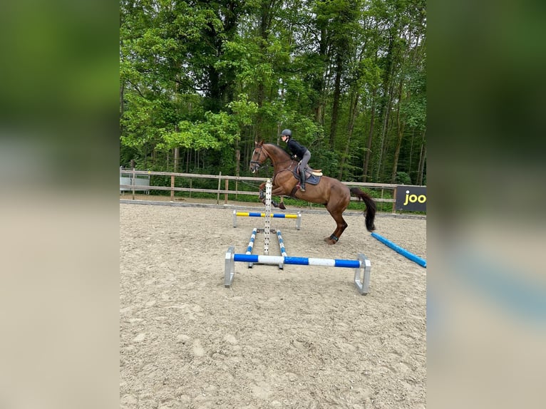 Hannoveraan Ruin 12 Jaar 180 cm Donkere-vos in Sulgen