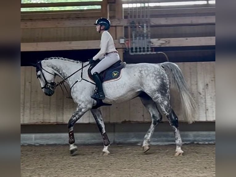 Hannoveraan Ruin 12 Jaar 180 cm Schimmel in Altusried