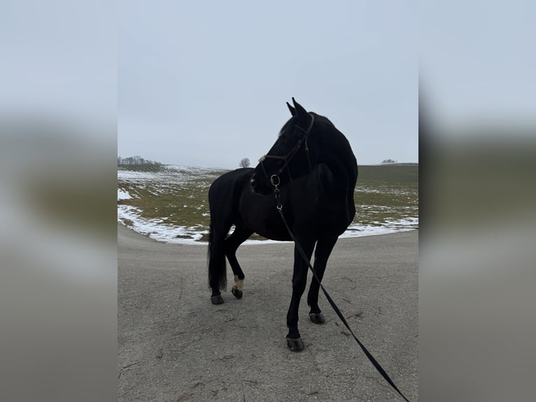 Hannoveraan Ruin 12 Jaar 180 cm Zwartbruin in München