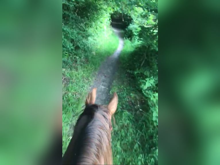 Hannoveraan Ruin 13 Jaar 158 cm Donkere-vos in Hude (Oldenburg)