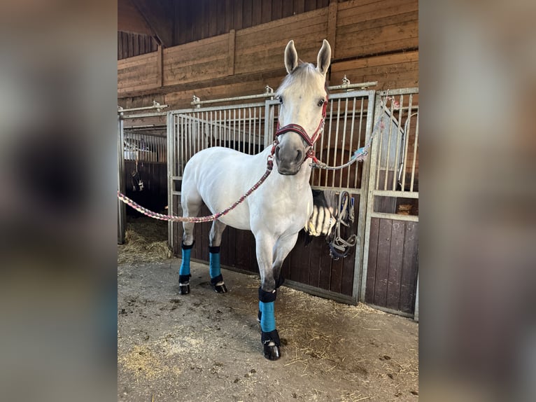 Hannoveraan Ruin 13 Jaar 158 cm Wit in St. Valentin