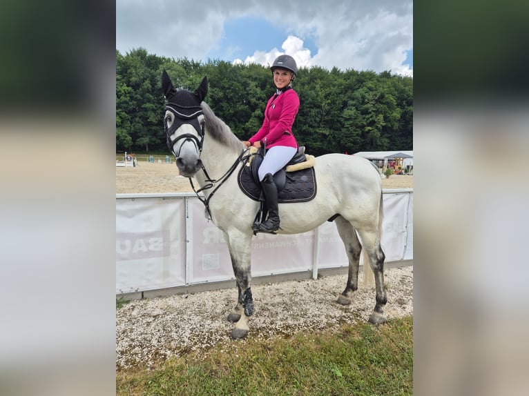 Hannoveraan Ruin 13 Jaar 158 cm Wit in St. Valentin