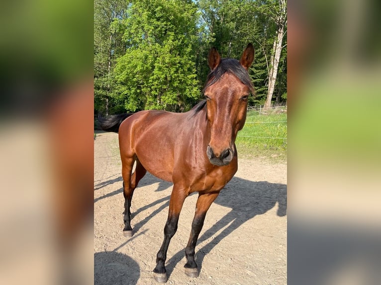 Hannoveraan Ruin 13 Jaar 164 cm Bruin in Kötzting
