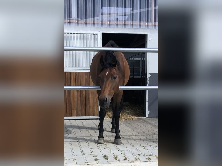 Hannoveraan Ruin 13 Jaar 165 cm Bruin in Lehrte