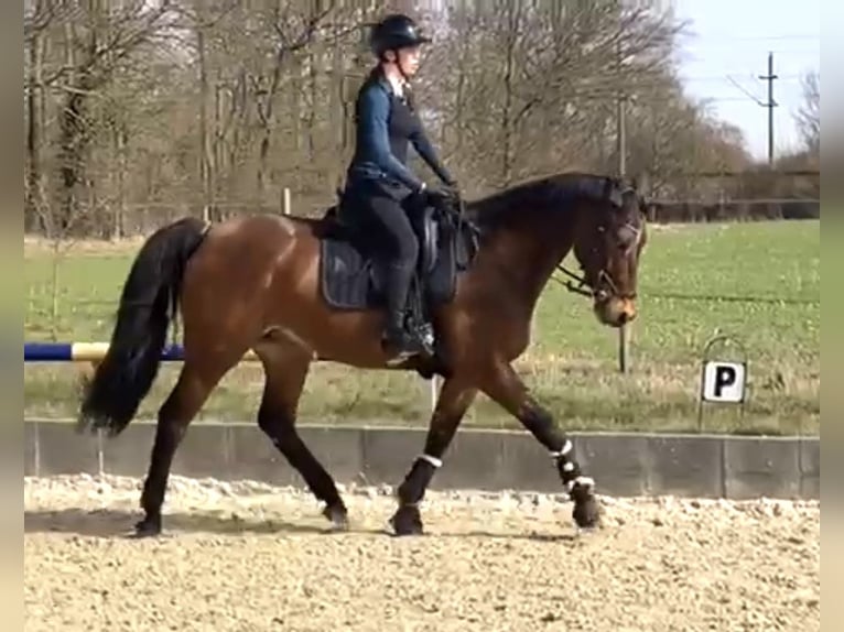 Hannoveraan Ruin 13 Jaar 165 cm Bruin in Lehrte