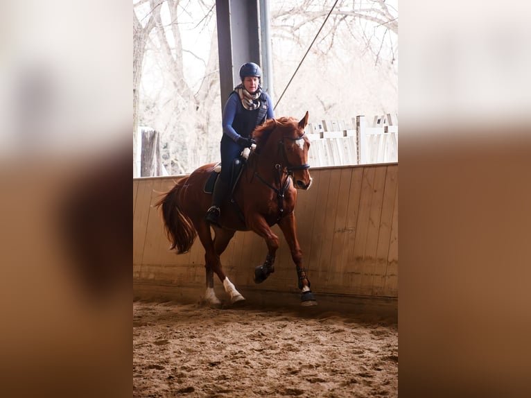 Hannoveraan Ruin 13 Jaar 165 cm Vos in Ebreichsdorf