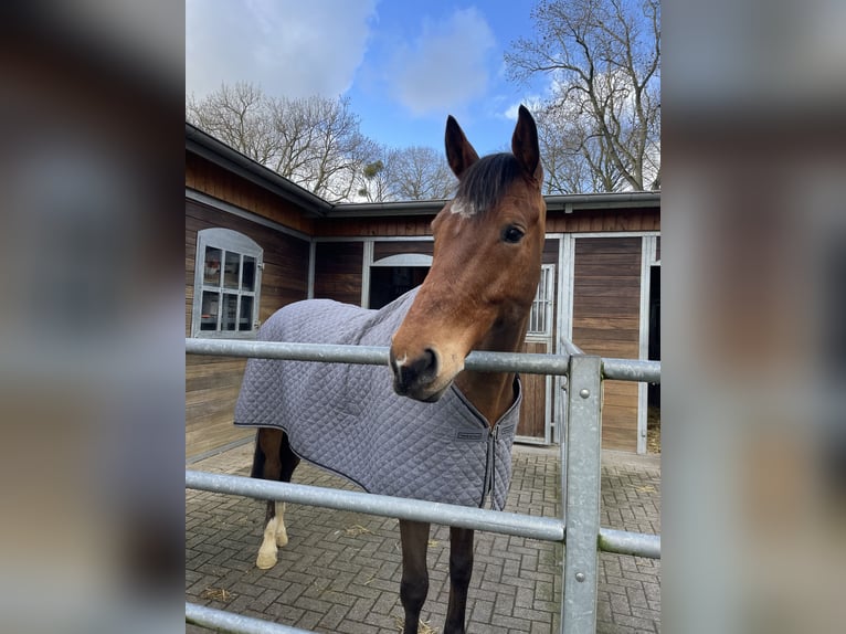 Hannoveraan Ruin 13 Jaar 167 cm Bruin in Kamen