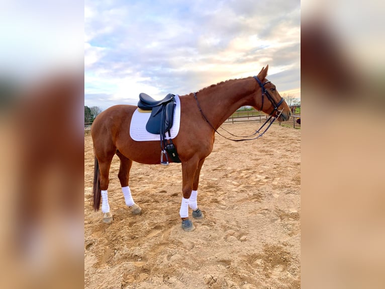 Hannoveraan Ruin 13 Jaar 168 cm Vos in Köln