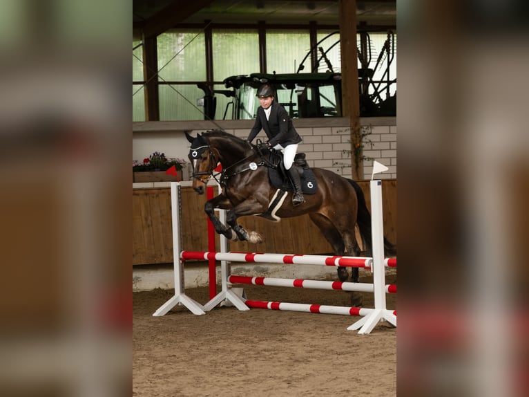 Hannoveraan Ruin 13 Jaar 169 cm Bruin in Tübingen