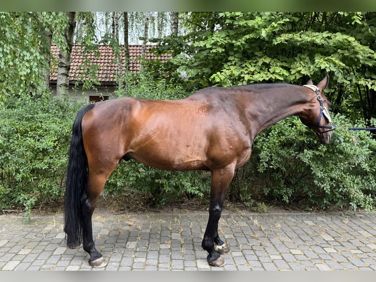 Hannoveraan Ruin 13 Jaar 169 cm Roodbruin in Rzgów