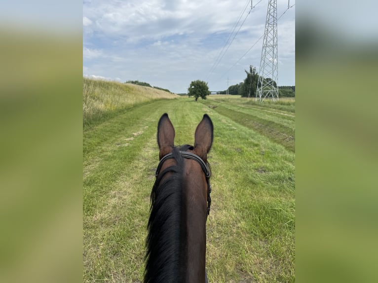 Hannoveraan Ruin 13 Jaar 169 cm Roodbruin in Rzgów