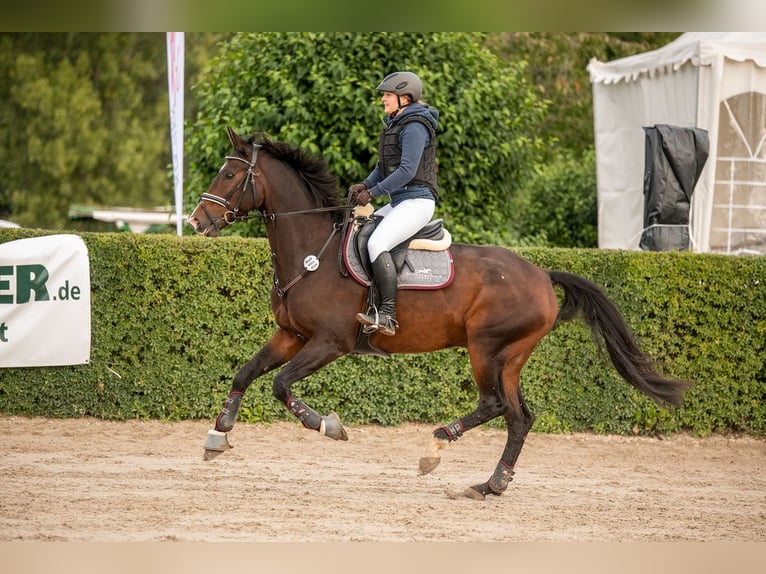 Hannoveraan Ruin 13 Jaar 170 cm Bruin in Rühen