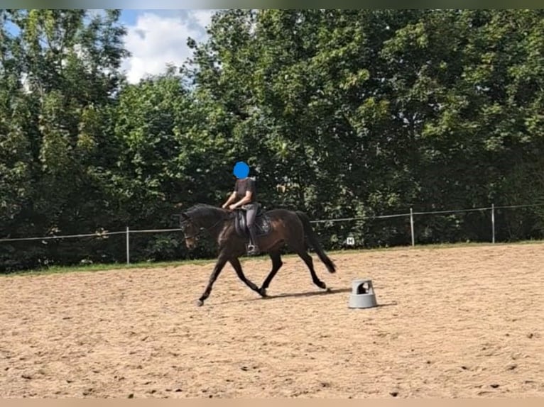 Hannoveraan Ruin 13 Jaar 170 cm Donkerbruin in Rühn