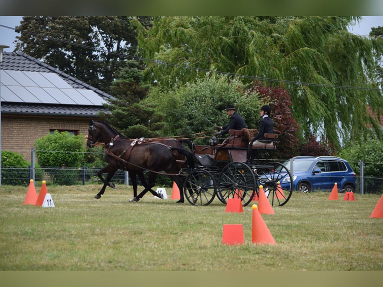 Hannoveraan Ruin 13 Jaar 170 cm Donkerbruin in Rühn