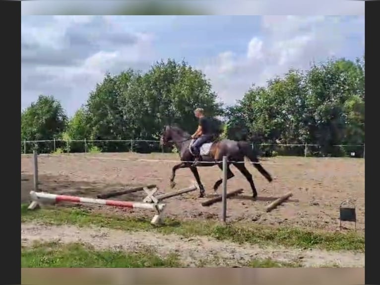 Hannoveraan Ruin 13 Jaar 170 cm Donkerbruin in Rühn