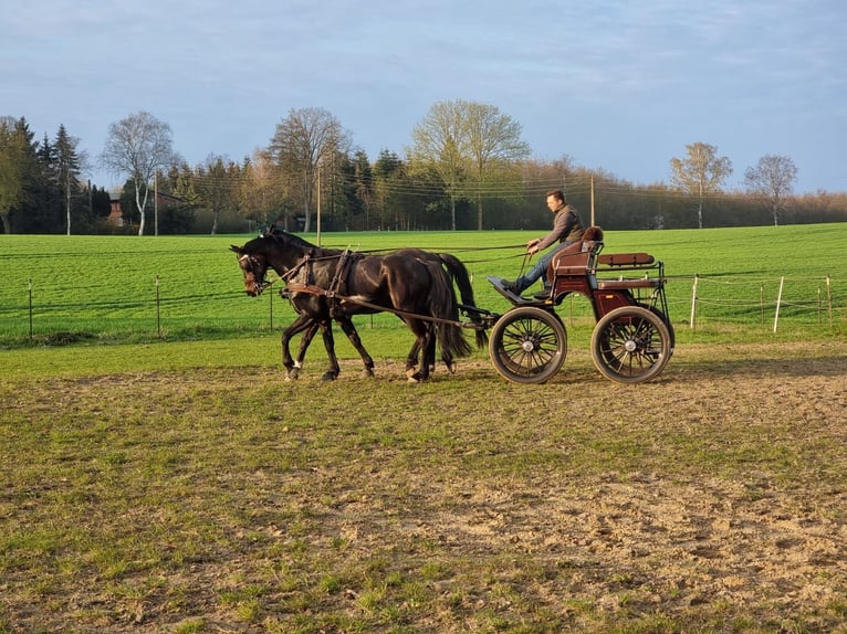 Hannoveraan Ruin 13 Jaar 170 cm Donkerbruin in Rühn