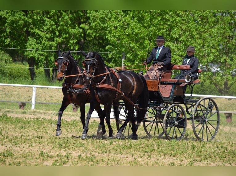 Hannoveraan Ruin 13 Jaar 170 cm Donkerbruin in Rühn