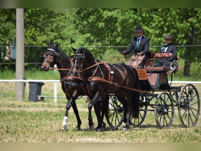 Hannoveraan Ruin 13 Jaar 170 cm Donkerbruin in Rühn