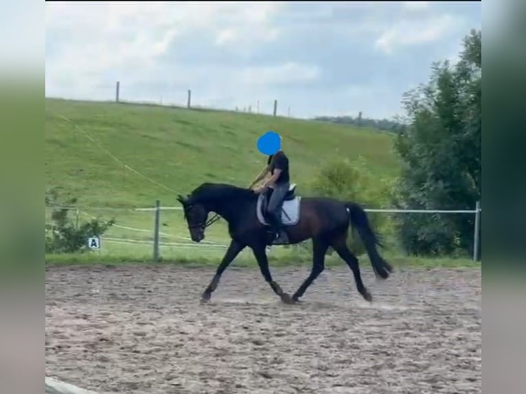 Hannoveraan Ruin 13 Jaar 170 cm Donkerbruin in Rühn