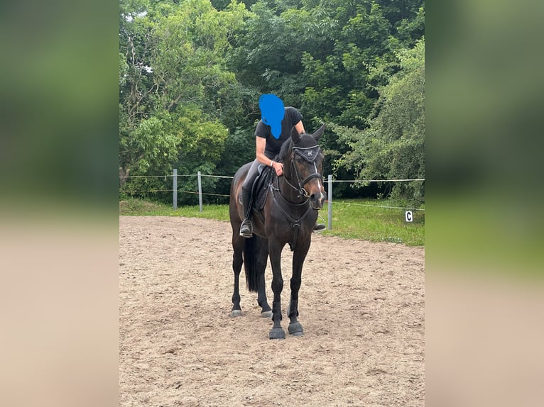 Hannoveraan Ruin 13 Jaar 170 cm Donkerbruin in Rühn