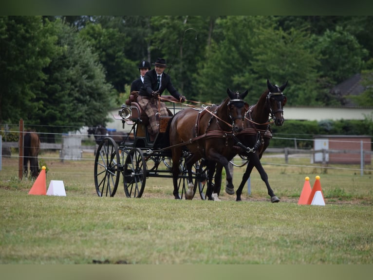 Hannoveraan Ruin 13 Jaar 170 cm Donkerbruin in Rühn