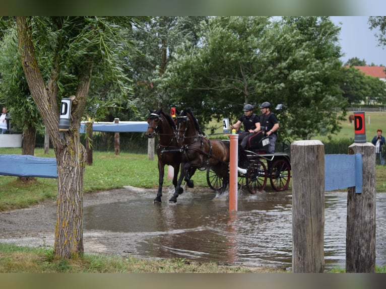 Hannoveraan Ruin 13 Jaar 170 cm Donkerbruin in Rühn