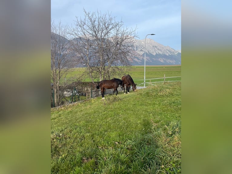 Hannoveraan Ruin 13 Jaar 170 cm Donkerbruin in Volders