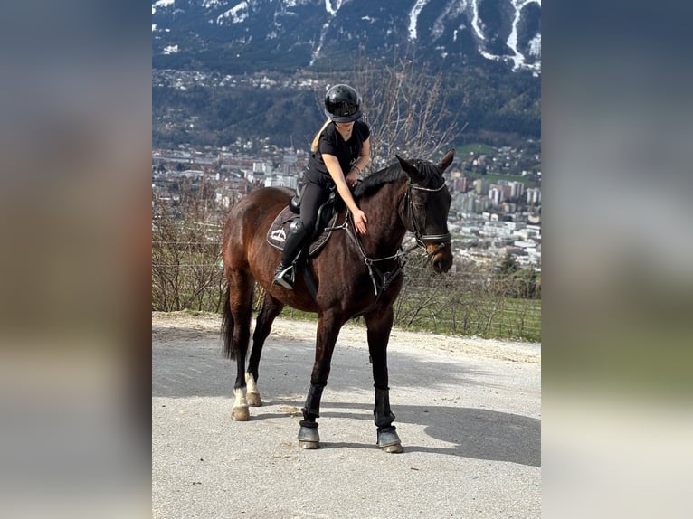 Hannoveraan Ruin 13 Jaar 170 cm Donkerbruin in Volders