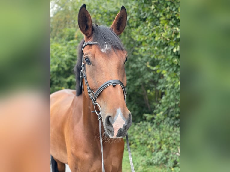 Hannoveraan Ruin 13 Jaar 171 cm Bruin in Overath