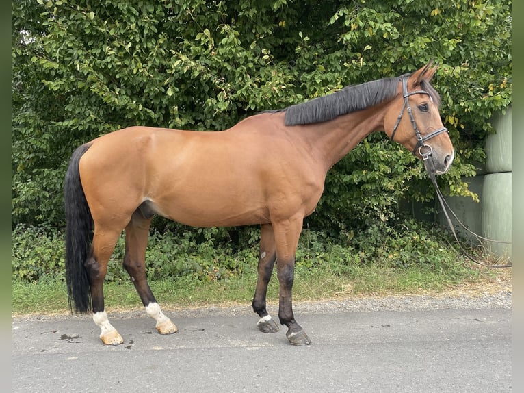 Hannoveraan Ruin 13 Jaar 171 cm Bruin in Overath