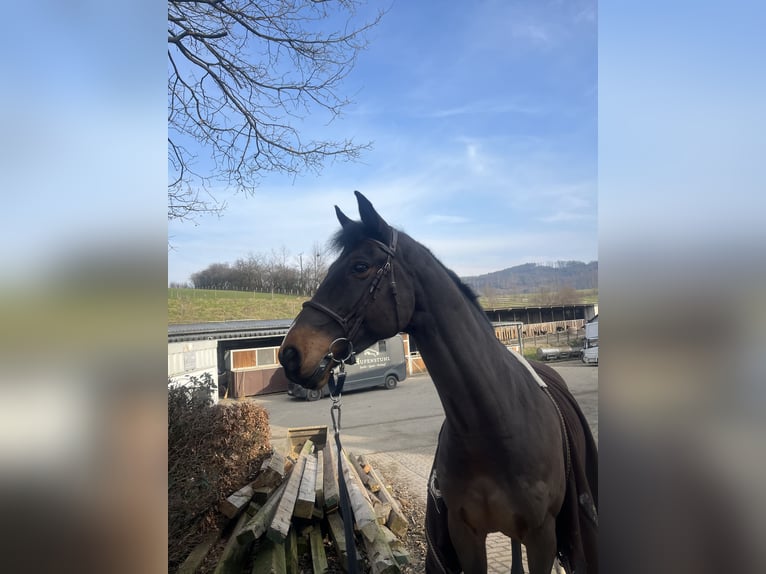 Hannoveraan Ruin 13 Jaar 172 cm Bruin in Lindlar