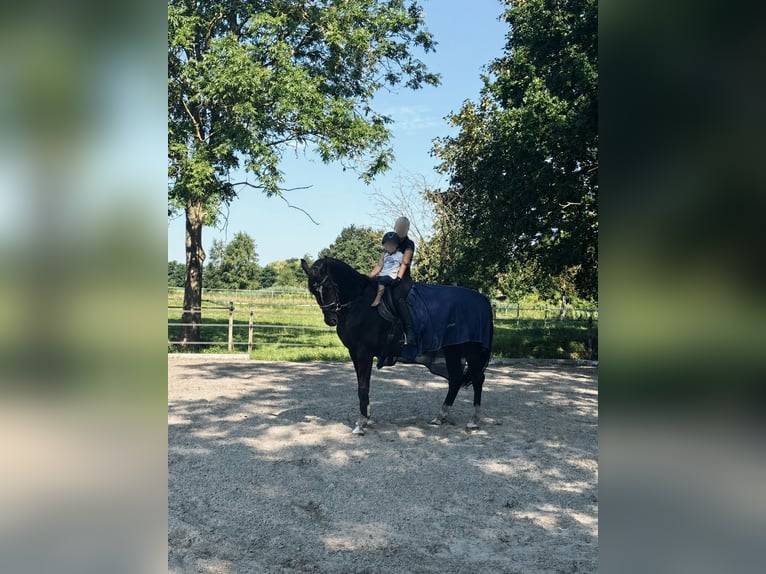 Hannoveraan Ruin 13 Jaar 173 cm Zwart in Moormerland