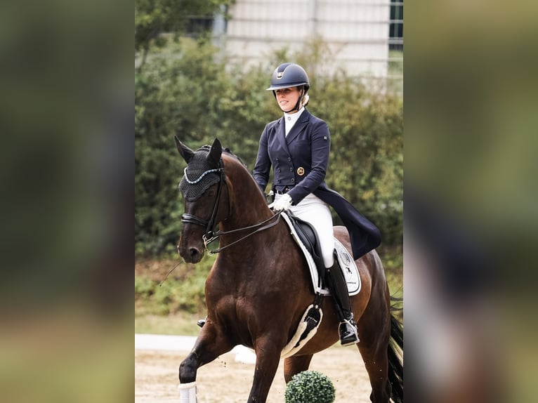 Hannoveraan Ruin 13 Jaar 174 cm Donkerbruin in Albisheim