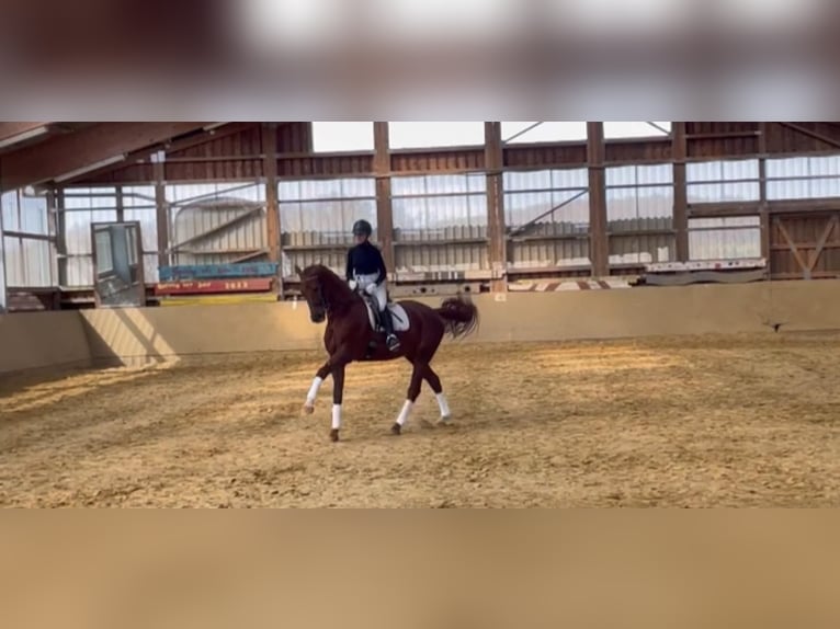 Hannoveraan Ruin 13 Jaar 174 cm Vos in Asbach