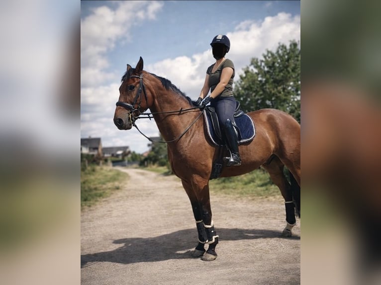 Hannoveraan Ruin 13 Jaar 175 cm Bruin in Hamburg Neuengamme