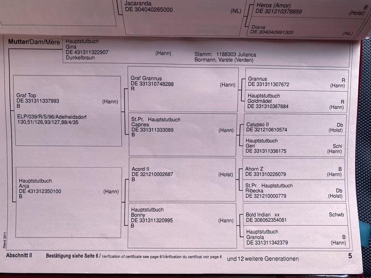 Hannoveraan Ruin 13 Jaar 175 cm Bruin in Hamburg Neuengamme