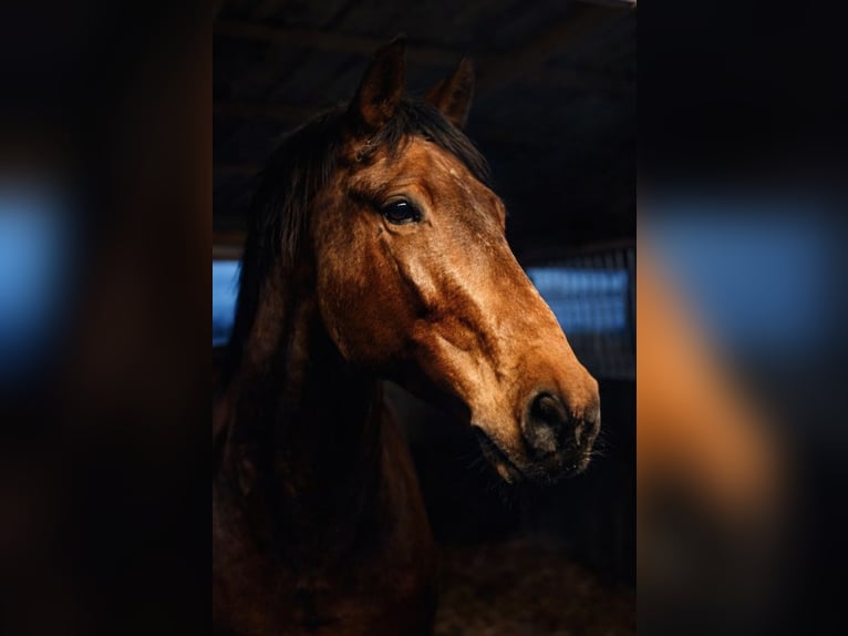 Hannoveraan Ruin 13 Jaar 175 cm Bruin in Hamburg Neuengamme