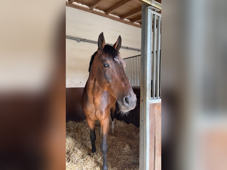 Hannoveraan Ruin 13 Jaar 175 cm Bruin in Donaueschingen-Immenhöfe