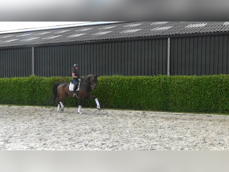 Hannoveraan Ruin 13 Jaar 176 cm Donkerbruin in Mönchengladbach
