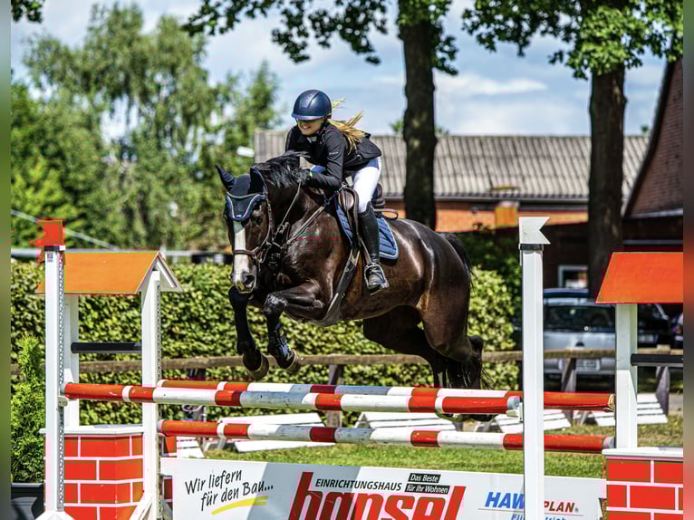Hannoveraan Ruin 13 Jaar 176 cm Zwart in Rietberg