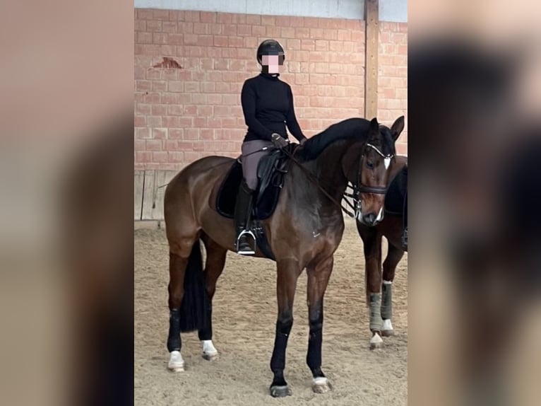 Hannoveraan Ruin 13 Jaar 178 cm Bruin in Schwalmstadt