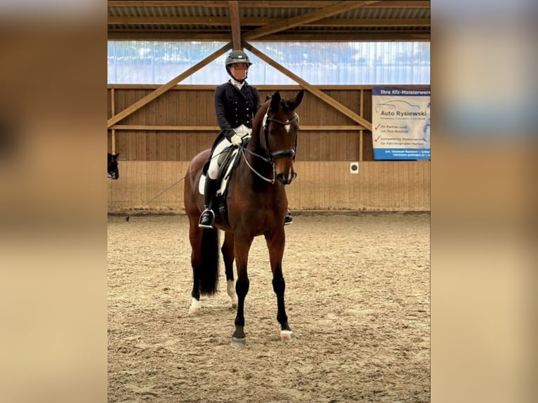 Hannoveraan Ruin 13 Jaar 178 cm Bruin in Schwalmstadt