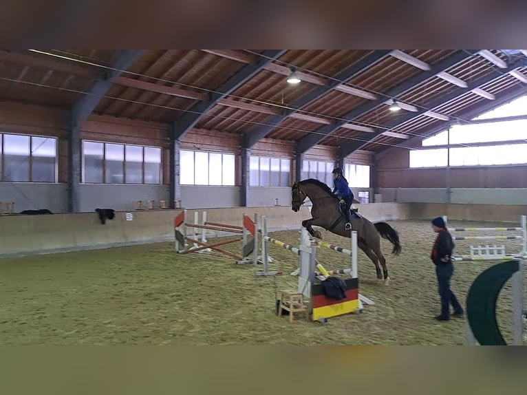 Hannoveraan Ruin 13 Jaar 178 cm Donkere-vos in Zolling