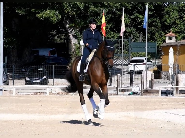 Hannoveraan Ruin 13 Jaar 180 cm Bruin in Ciempozuelos